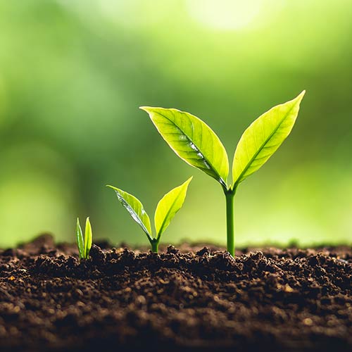 Plants growing from the soil